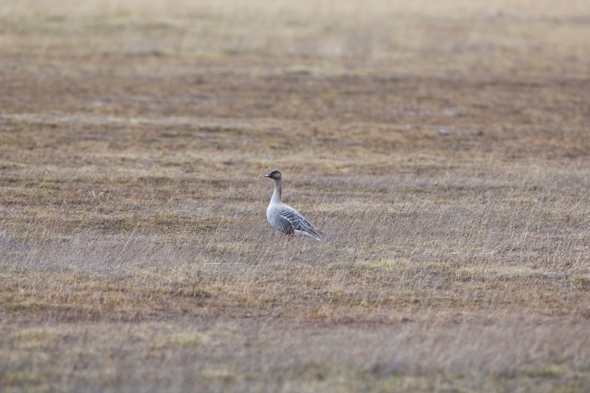 Pink-footed Goose