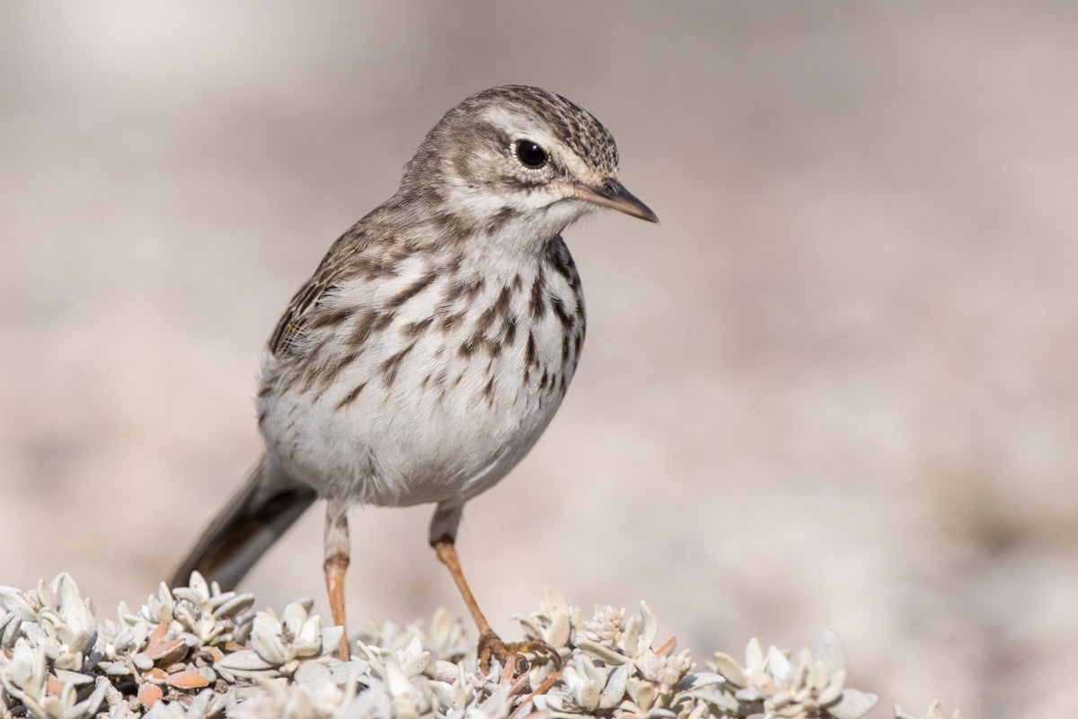 Berthelot's Pipit