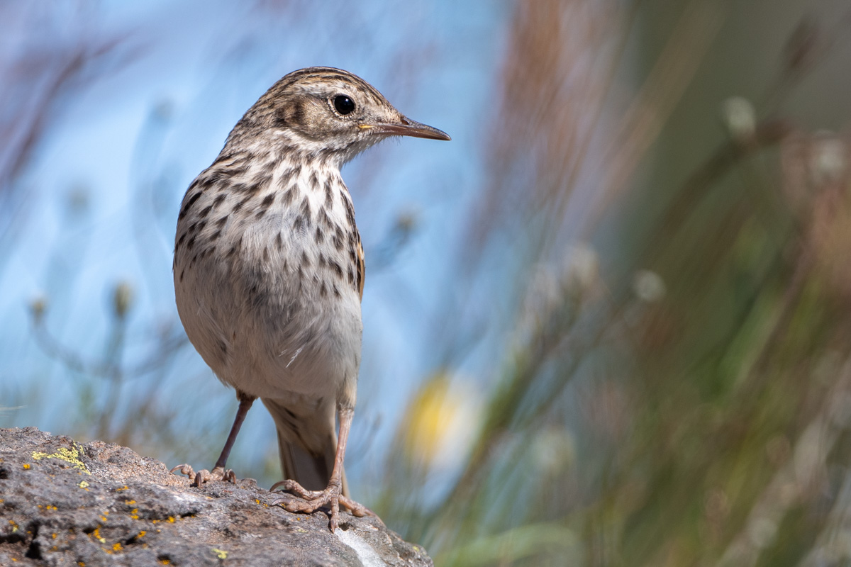 Berthelot's Pipit