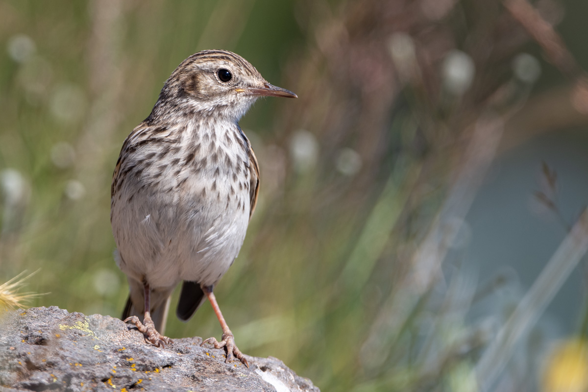 Berthelot's Pipit