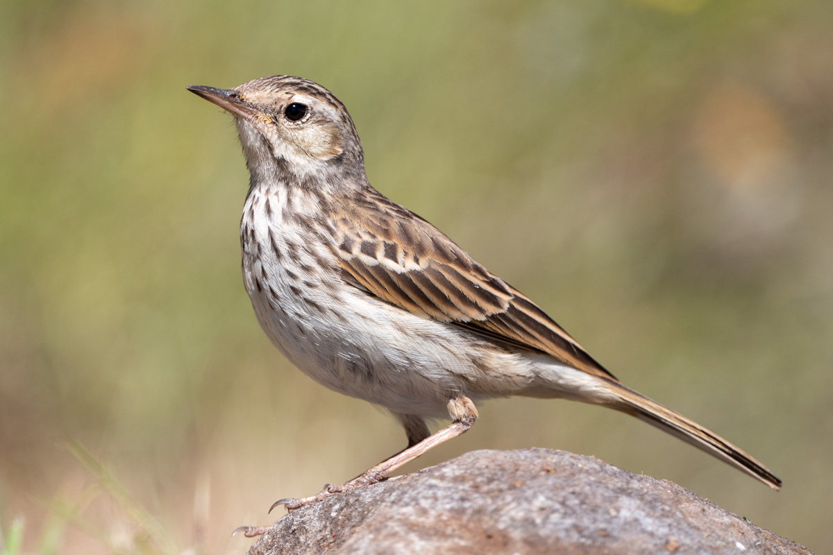 Berthelot's Pipit