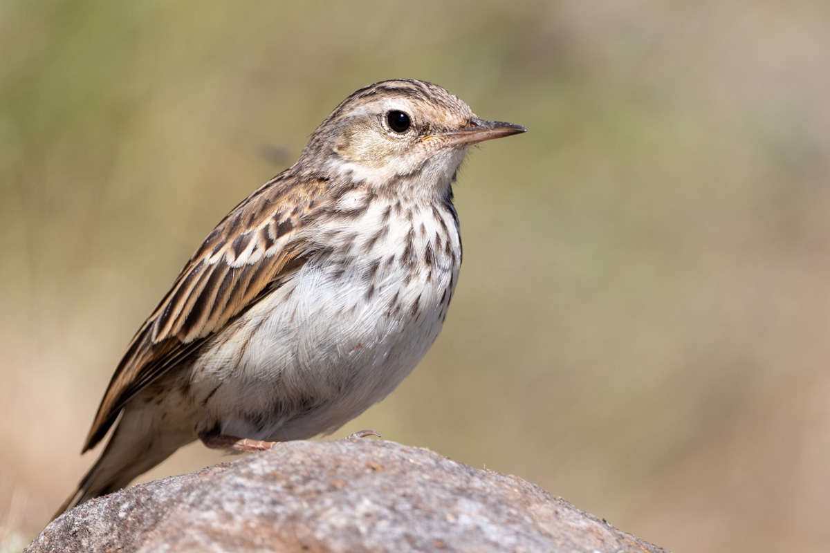 Berthelot's Pipit