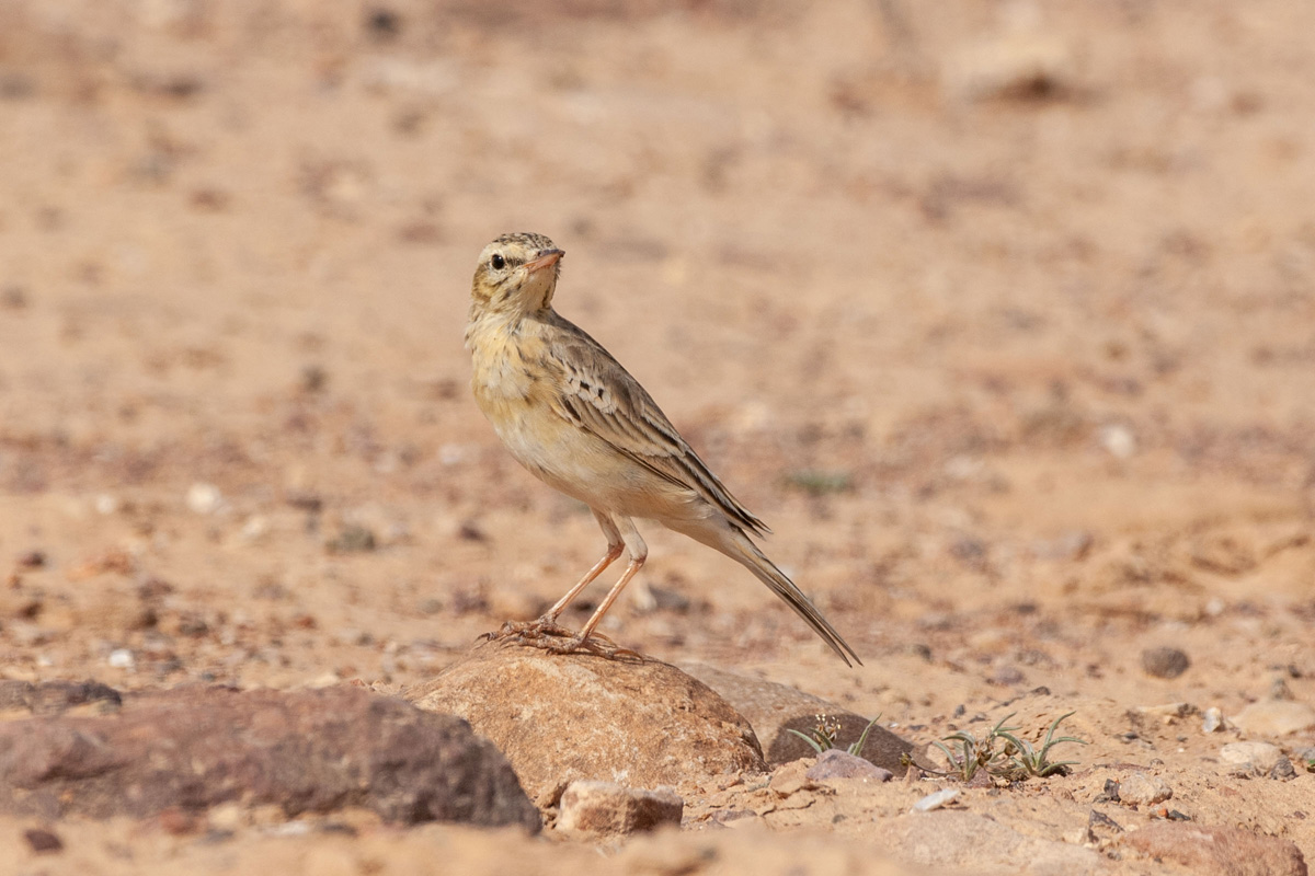 Tawny Pipit