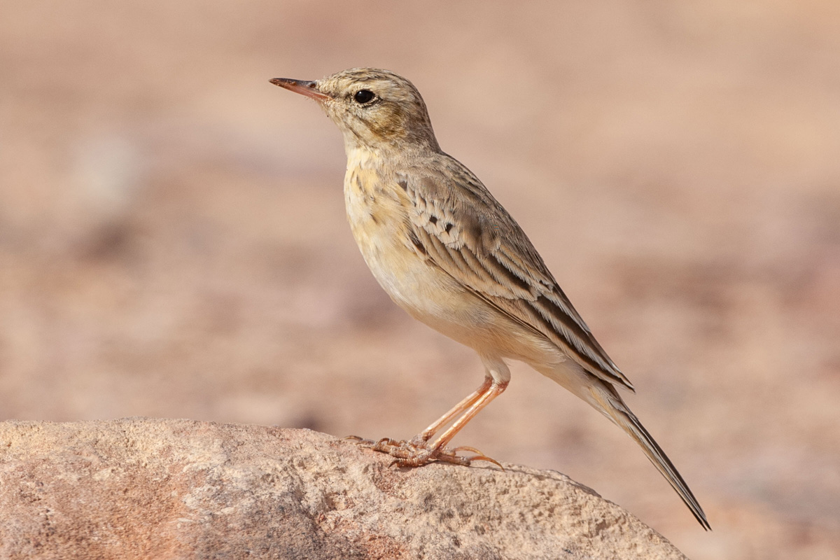 Tawny Pipit
