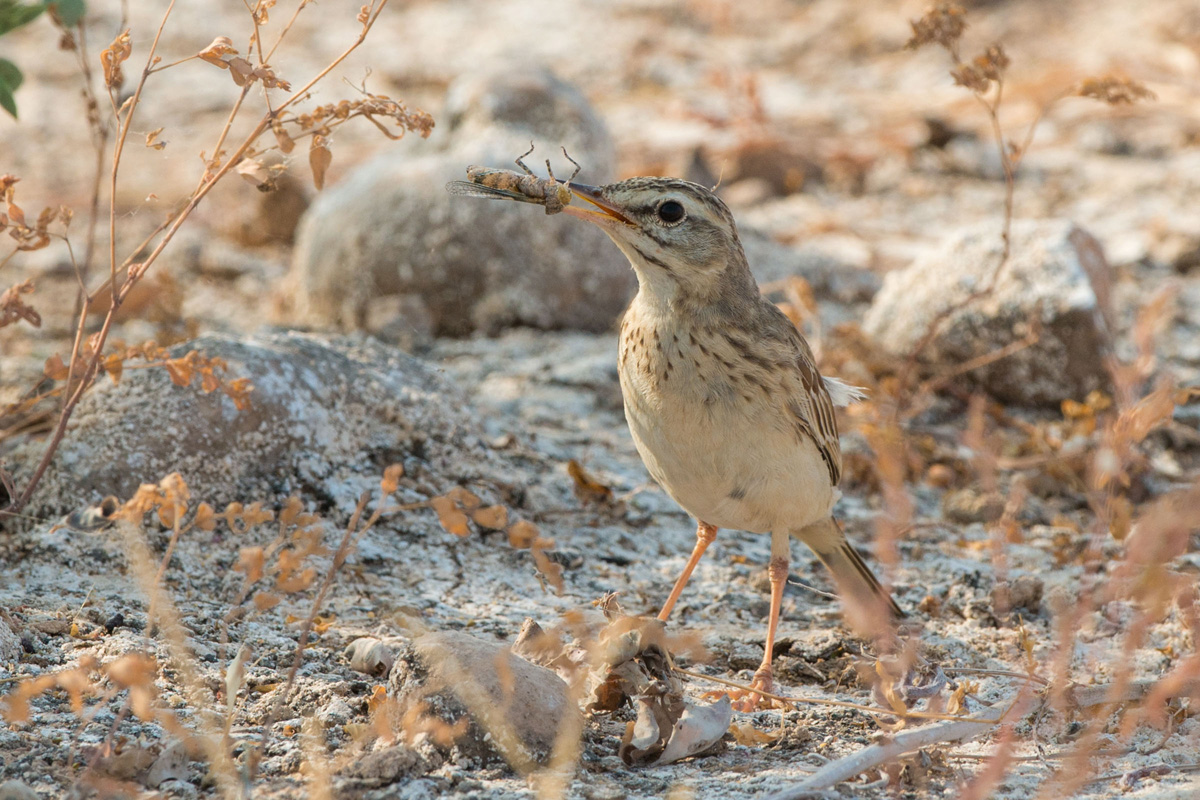 Tawny Pipit