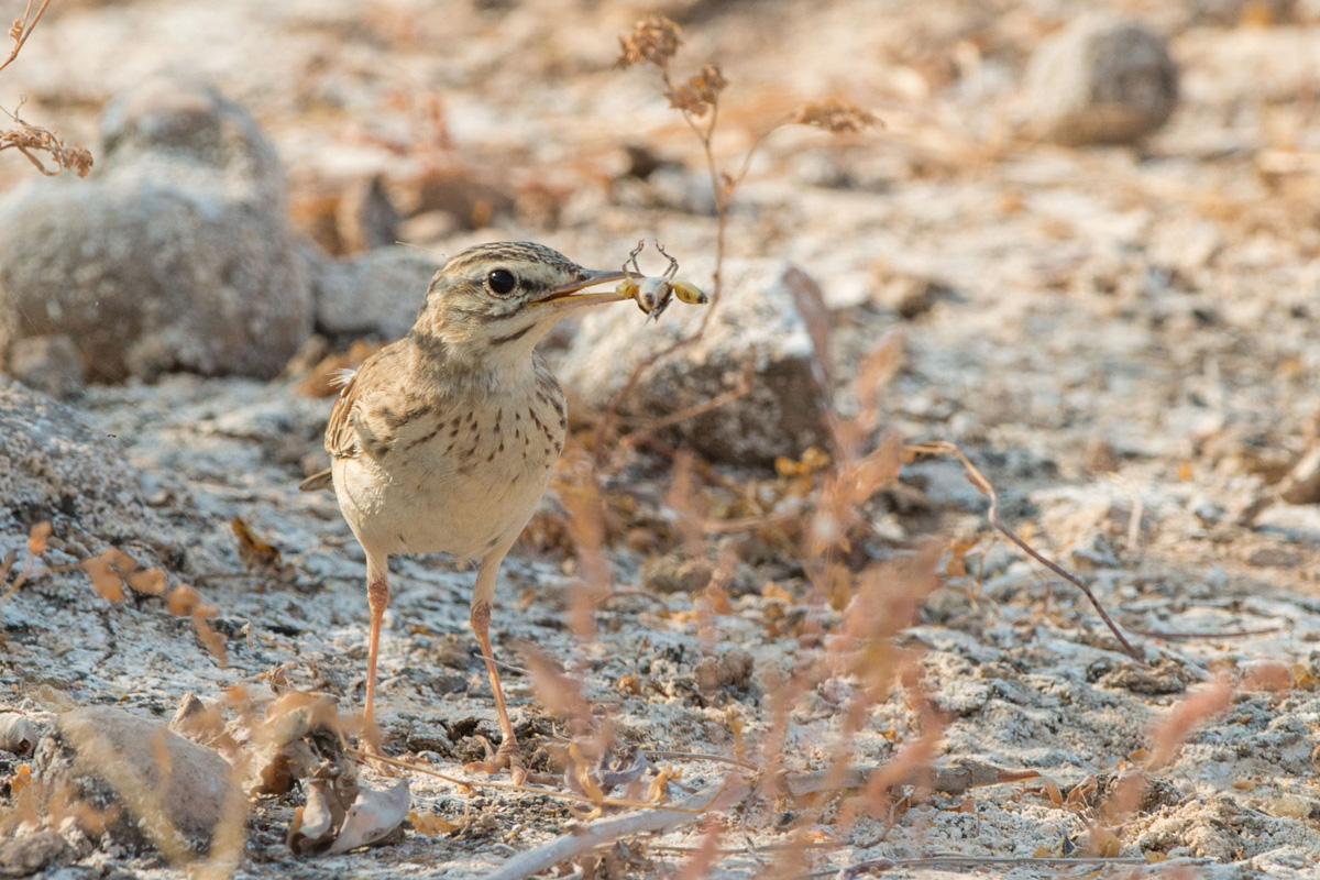 Tawny Pipit