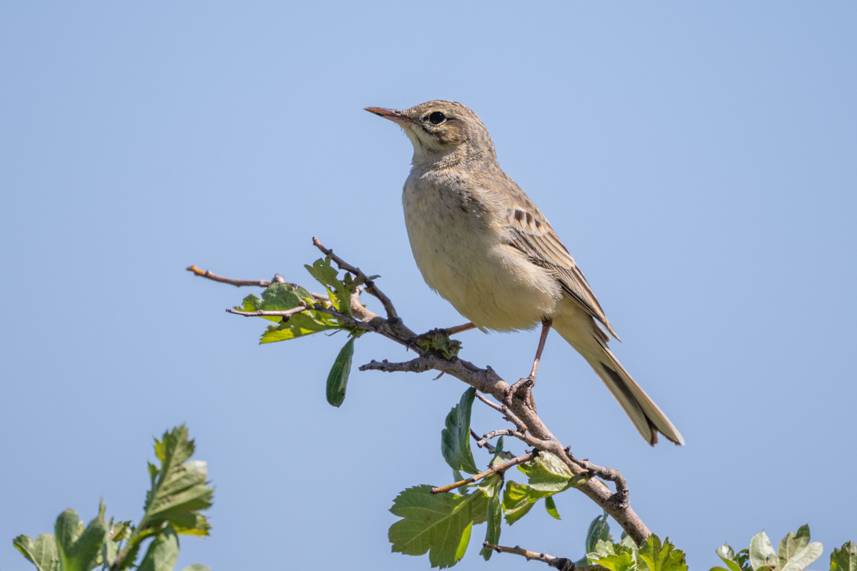 Tawny Pipit