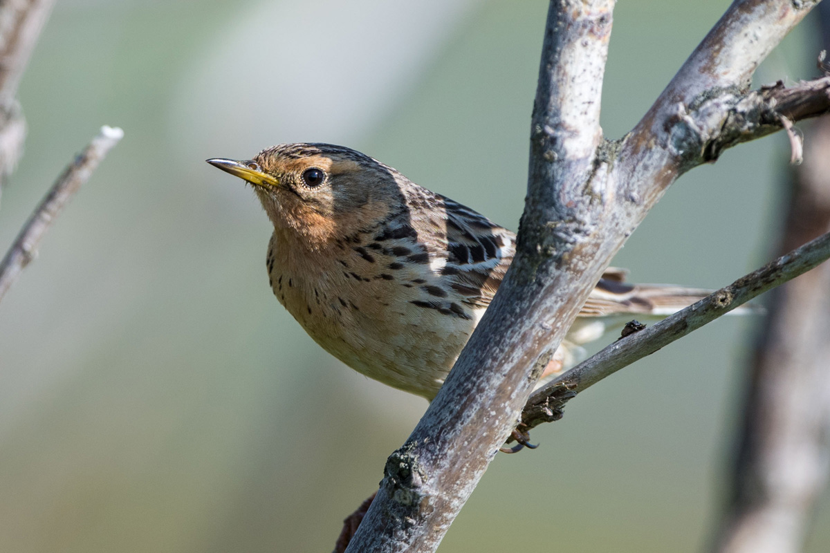 Red-throated Pipit