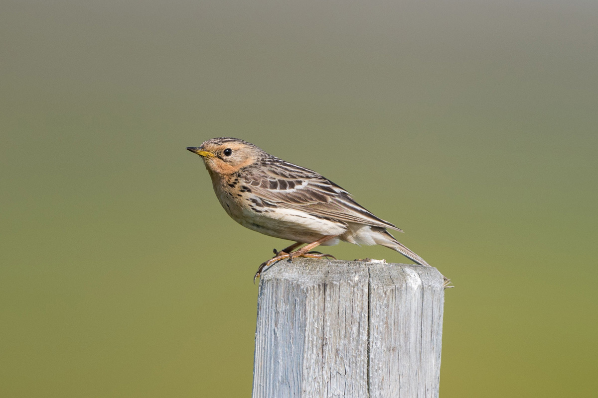 Red-throated Pipit