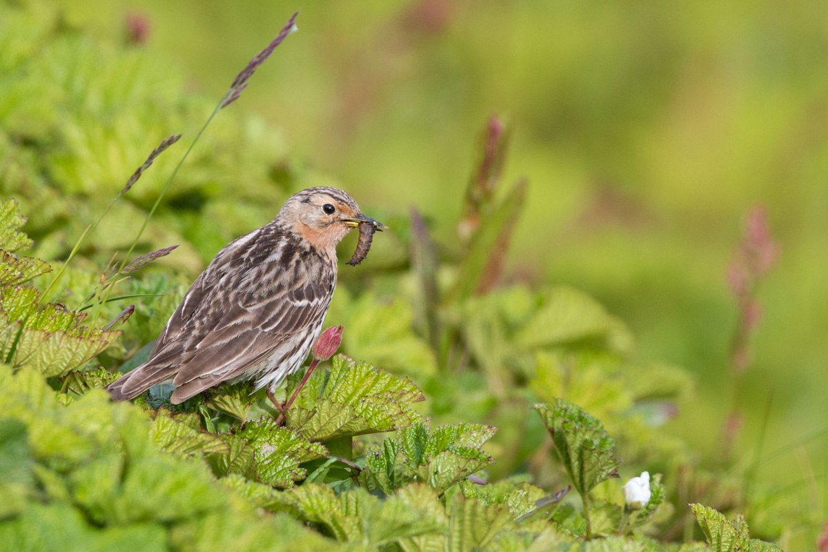 Red-throated Pipit