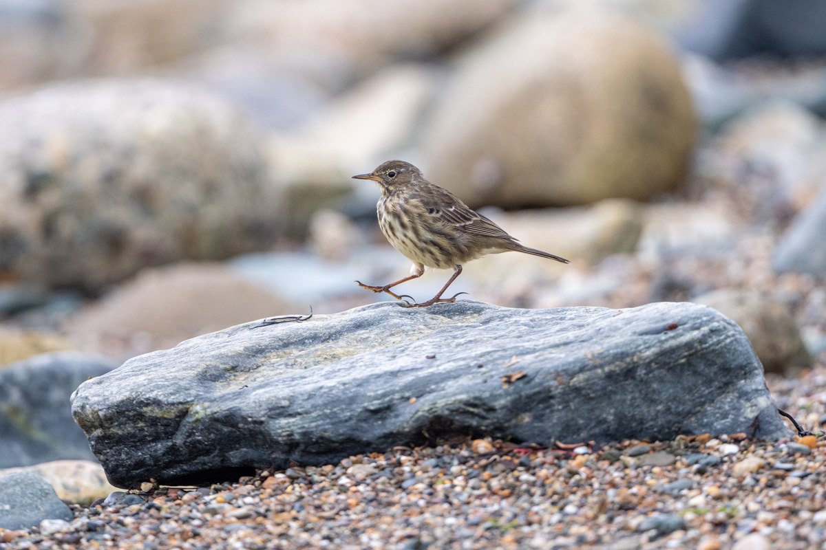 Strandpieper