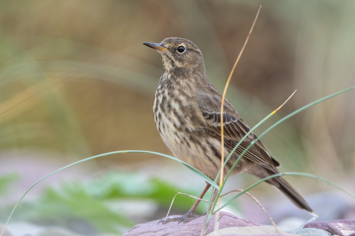 European Rock Pipit