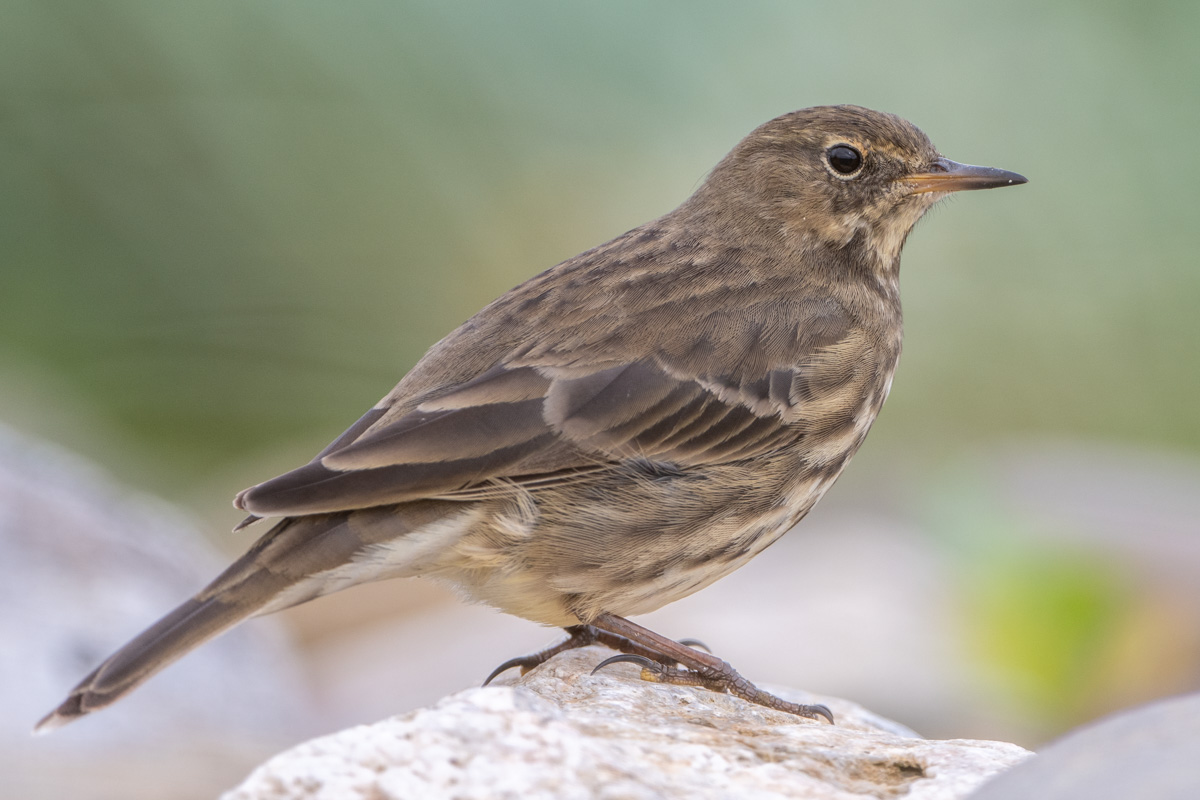 European Rock Pipit