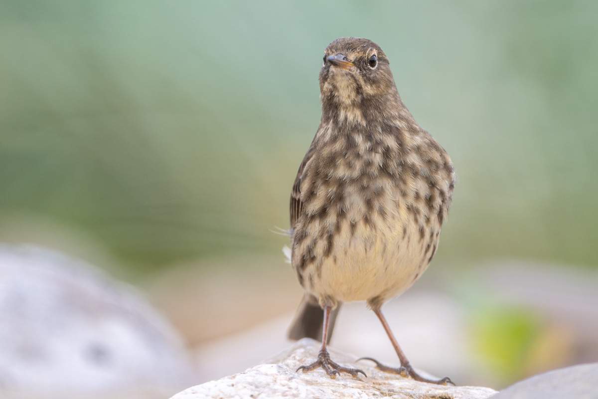 European Rock Pipit