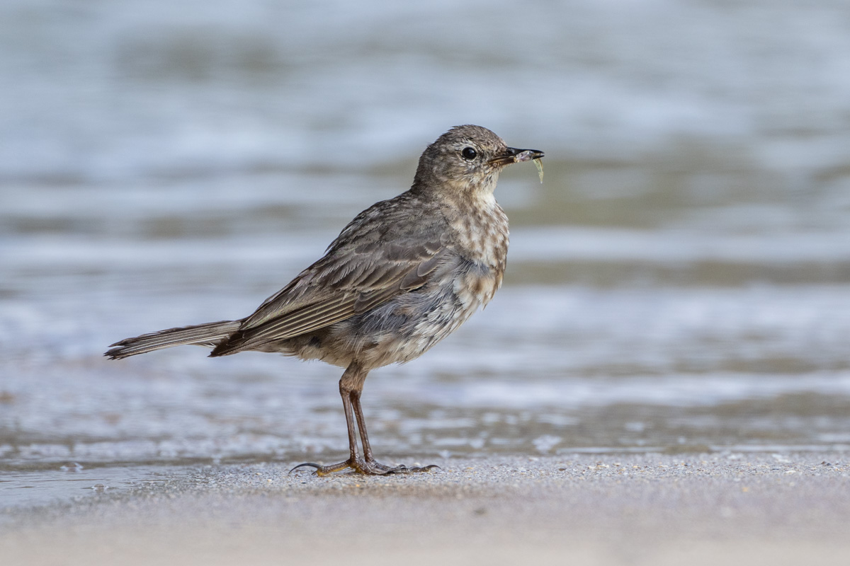 Strandpieper