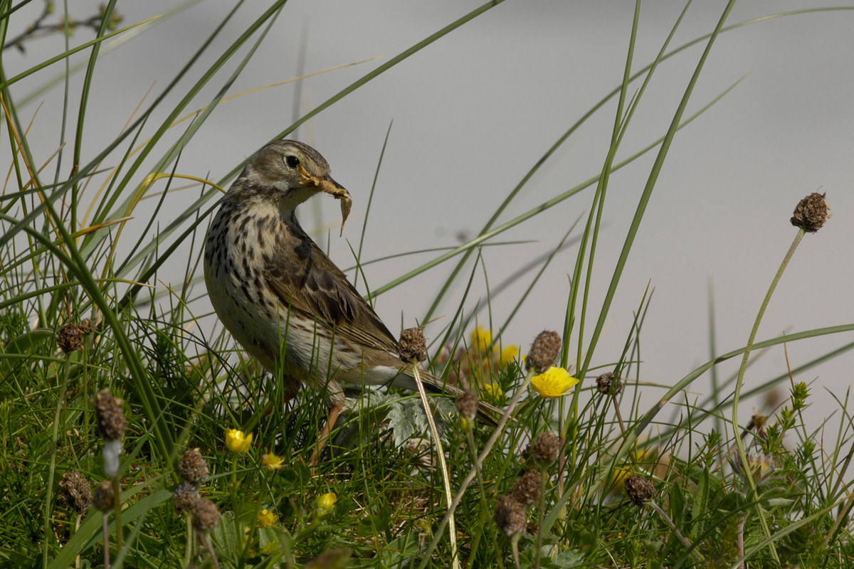 Meadow Pipit