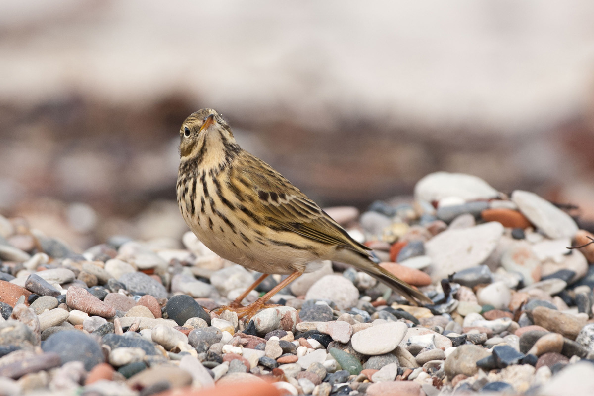 Meadow Pipit