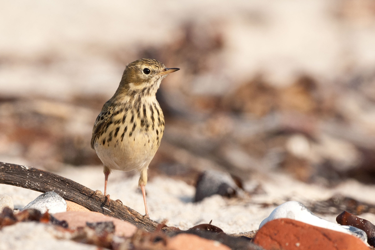 Meadow Pipit