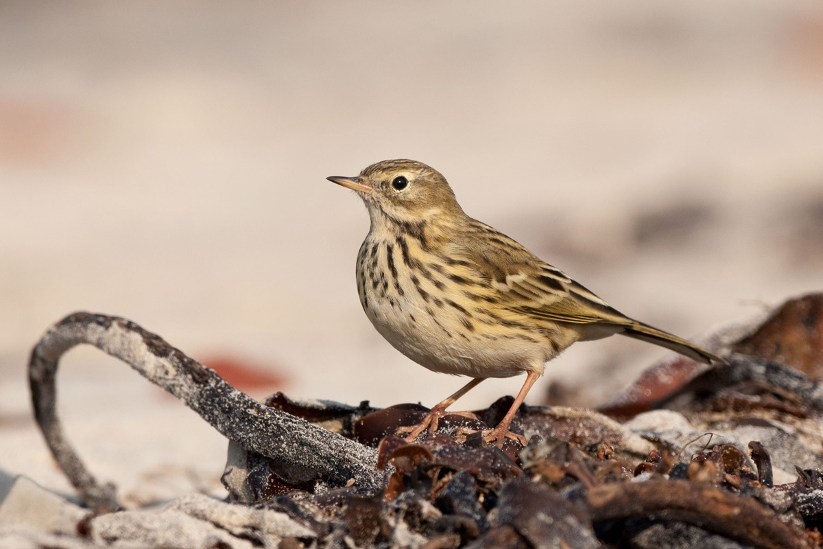 Meadow Pipit
