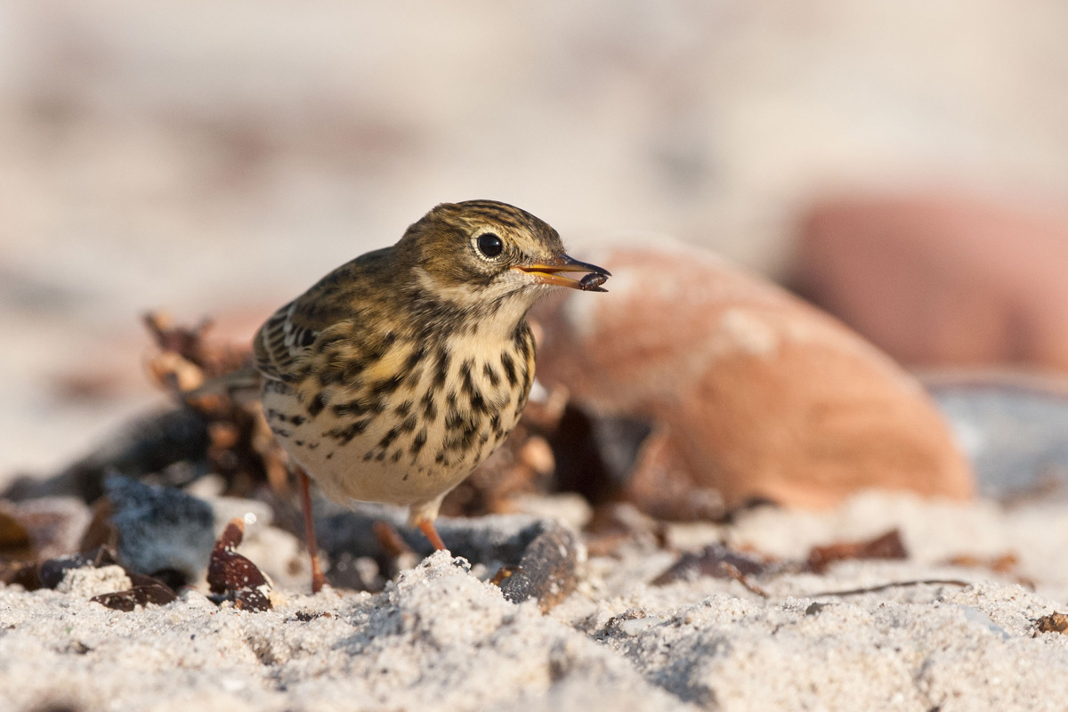 Meadow Pipit
