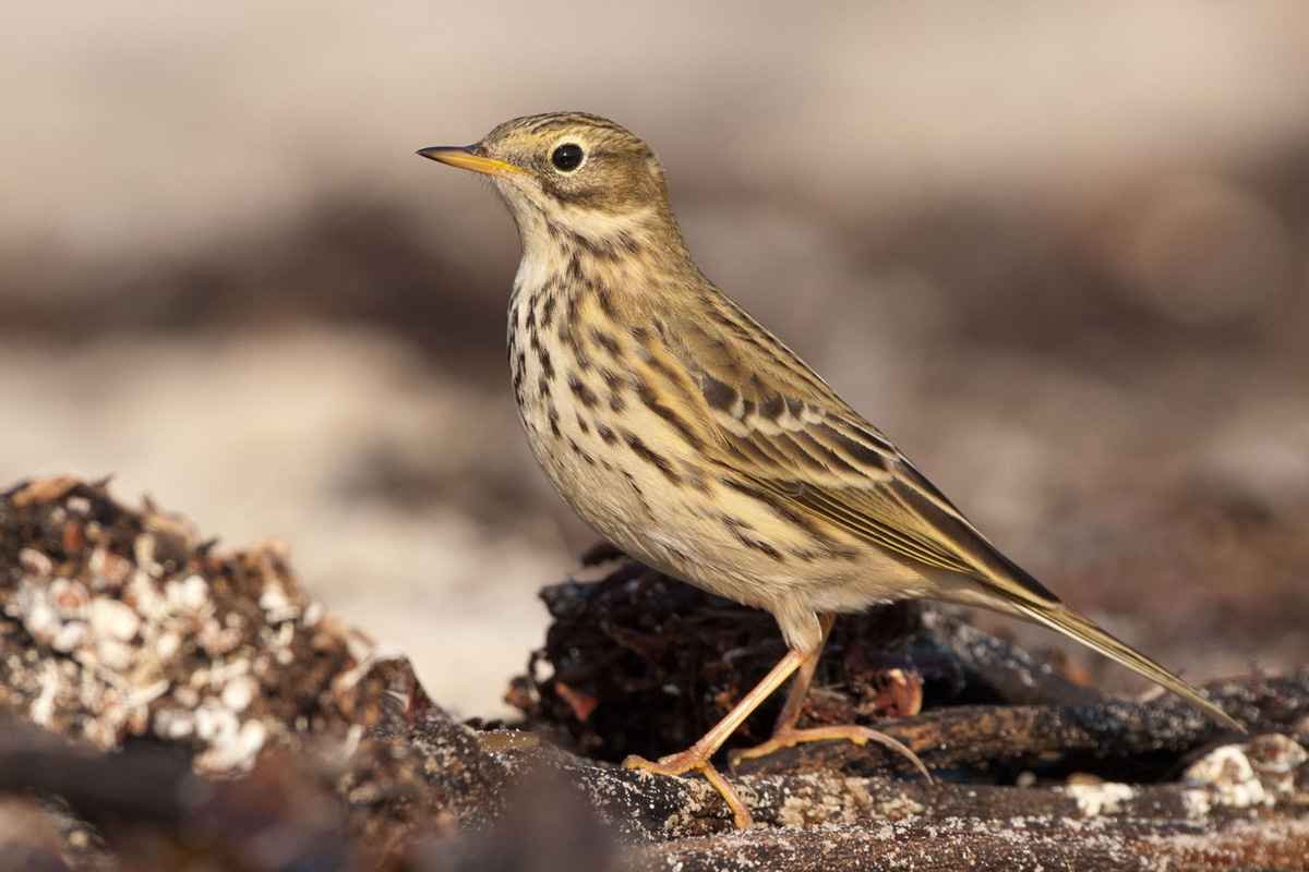 Meadow Pipit