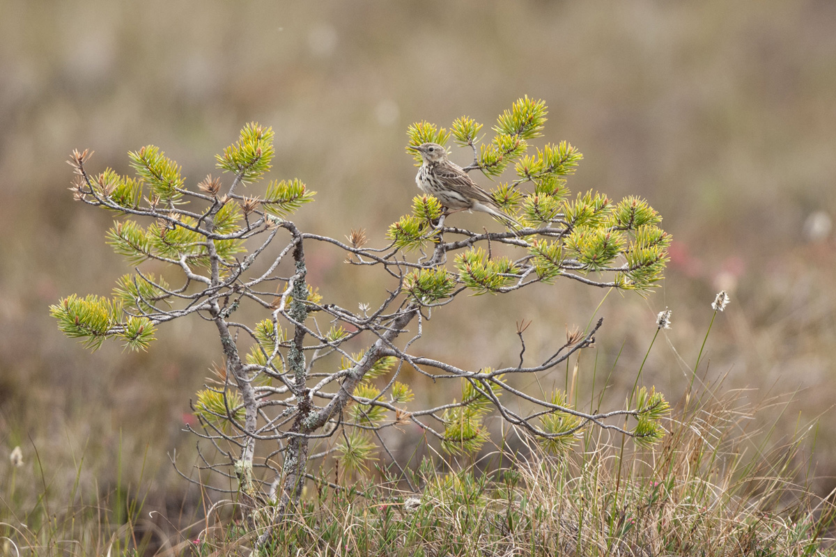 Meadow Pipit