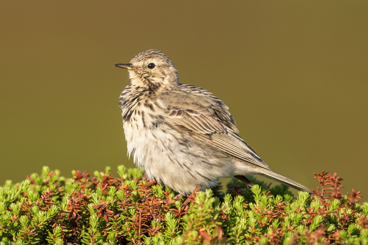 Meadow Pipit