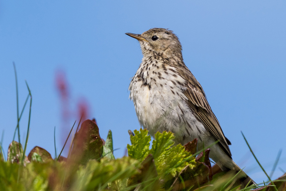 Meadow Pipit
