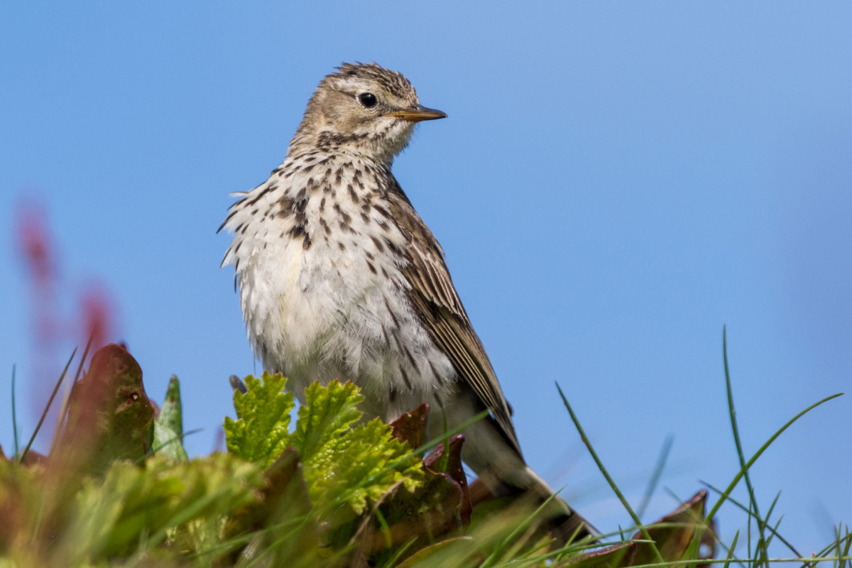 Meadow Pipit