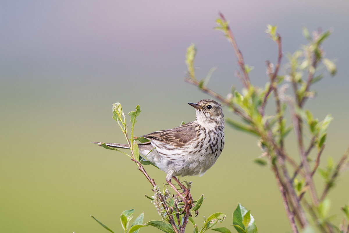 Meadow Pipit