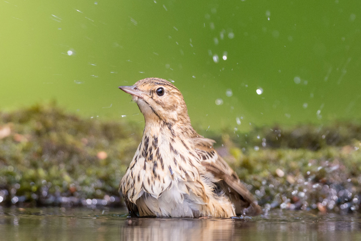Tree Pipit