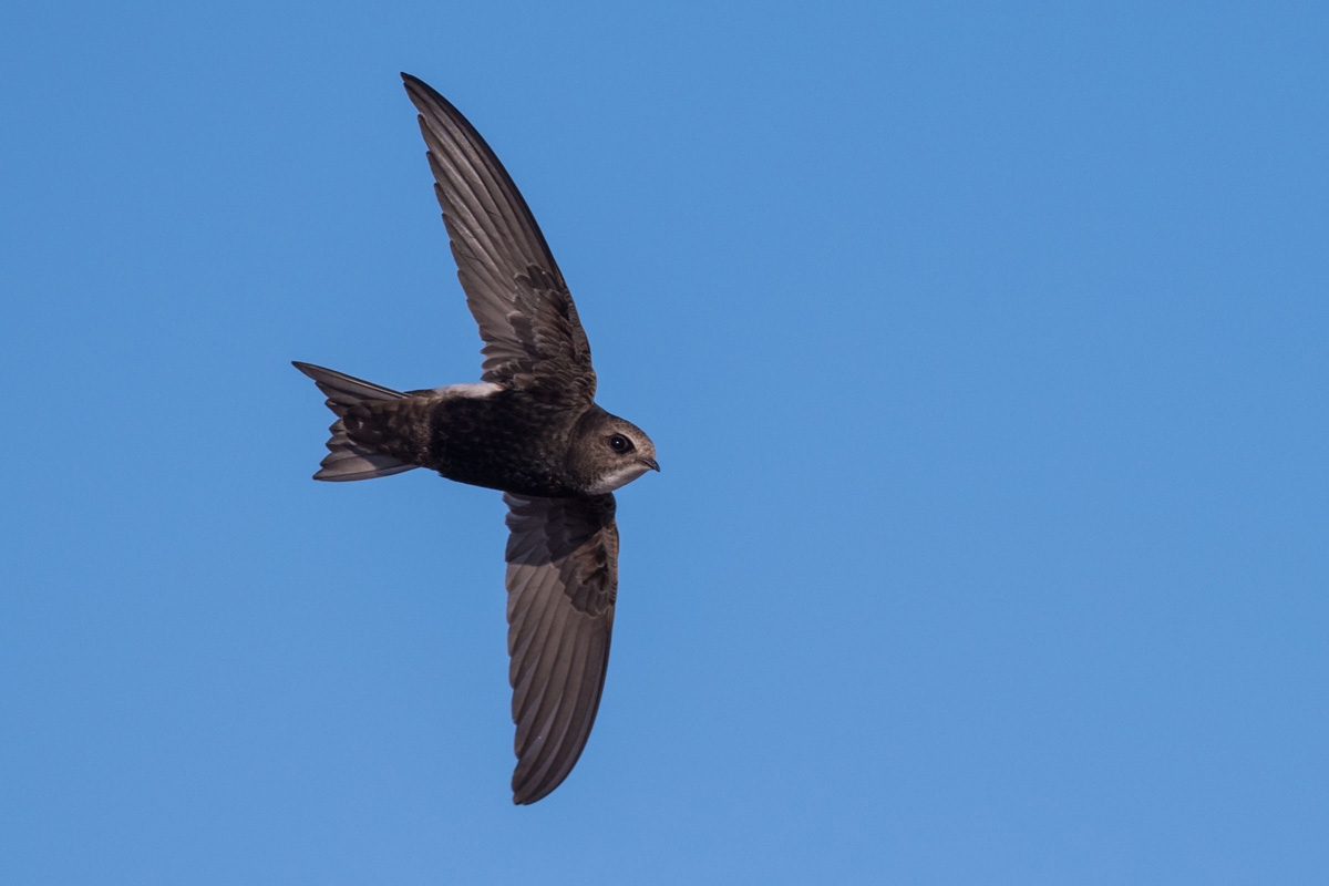 Little Swift