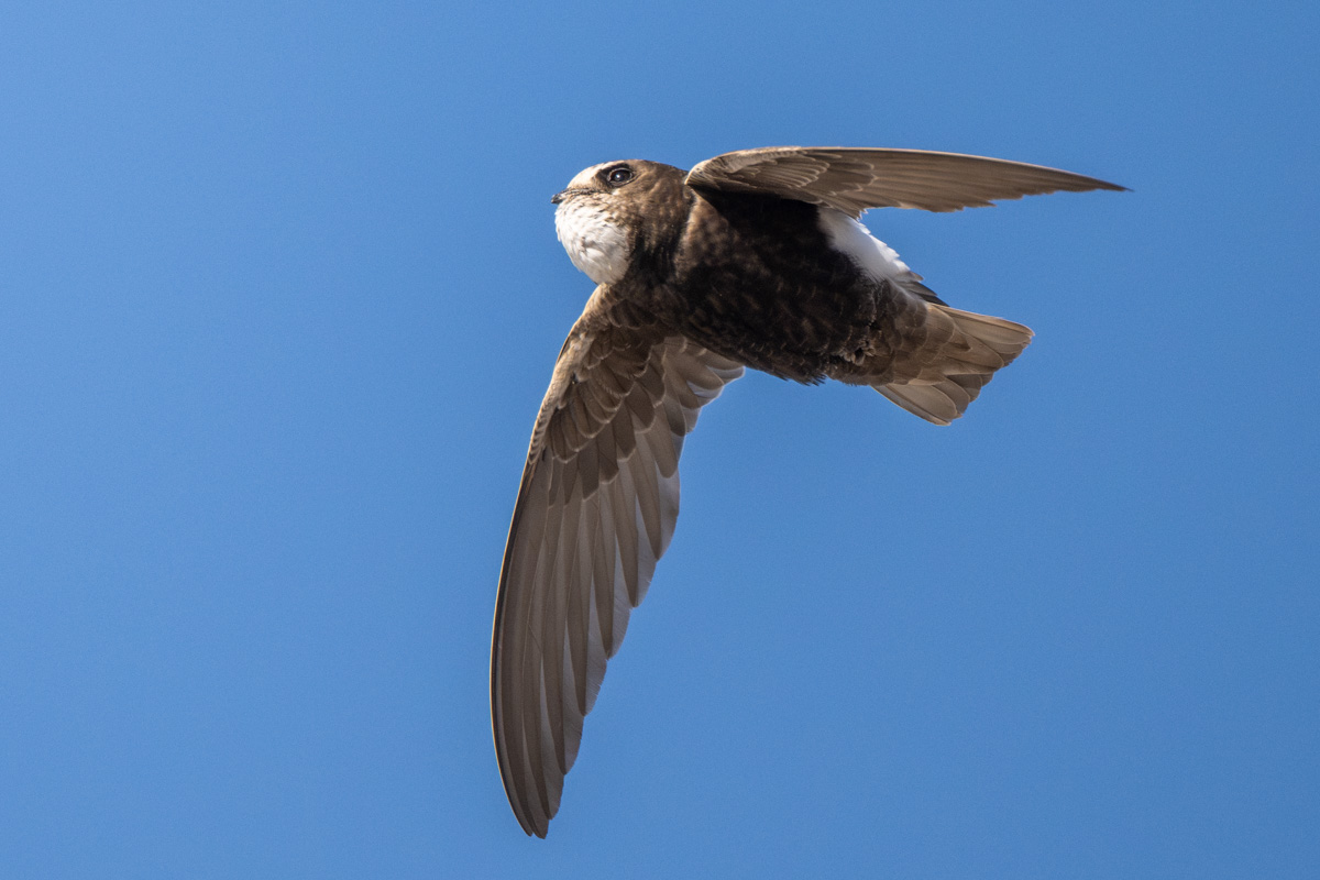 Little Swift Little Swift