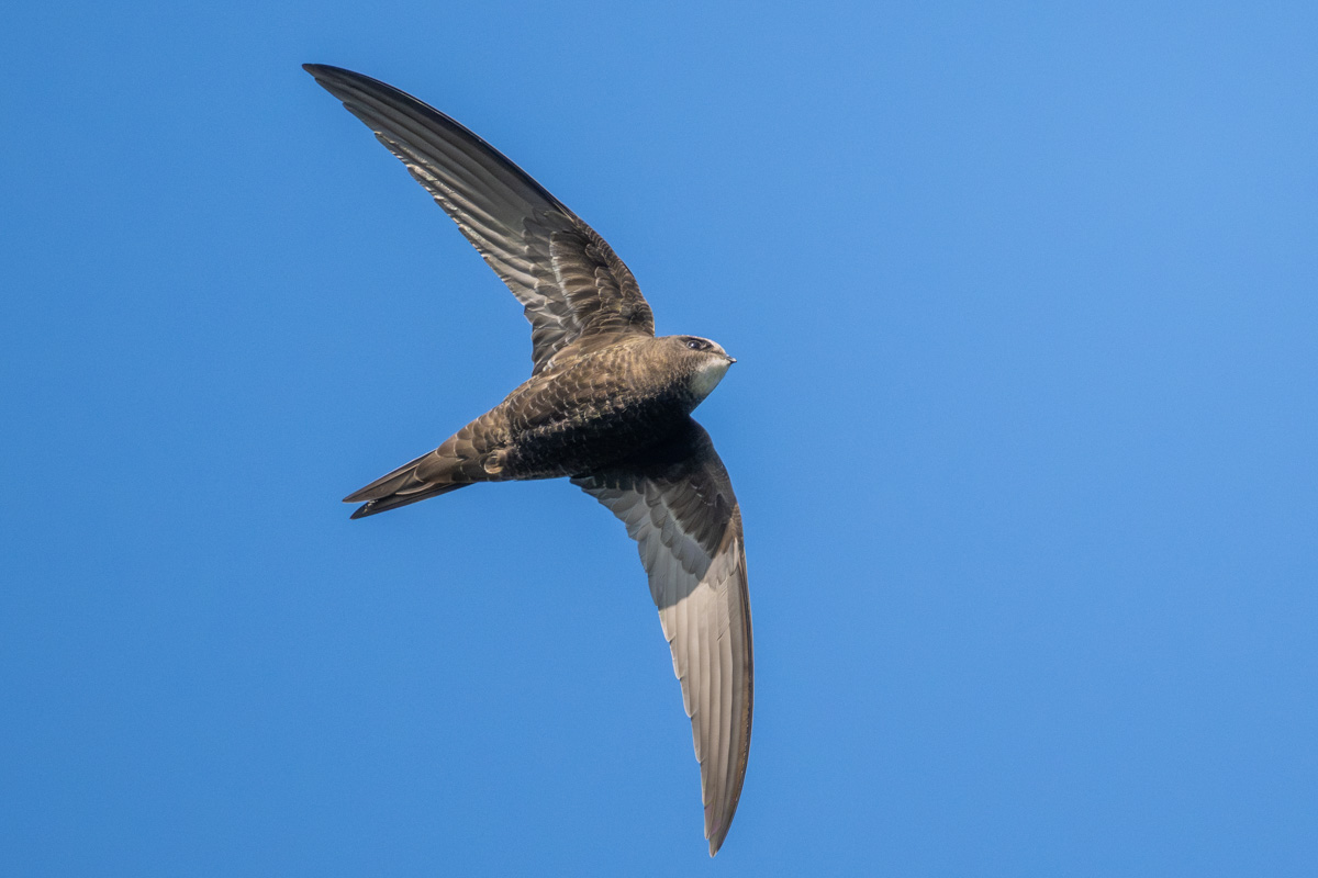 Common Swift Common Swift
