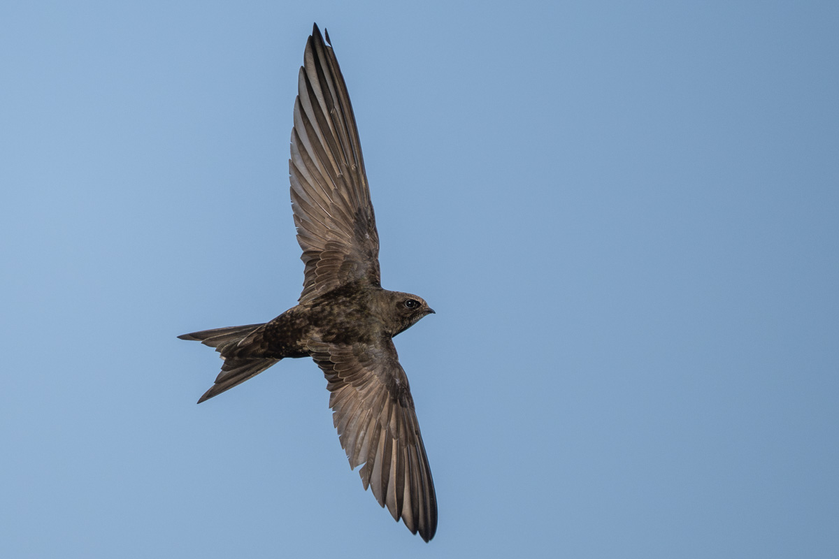 Common Swift Common Swift
