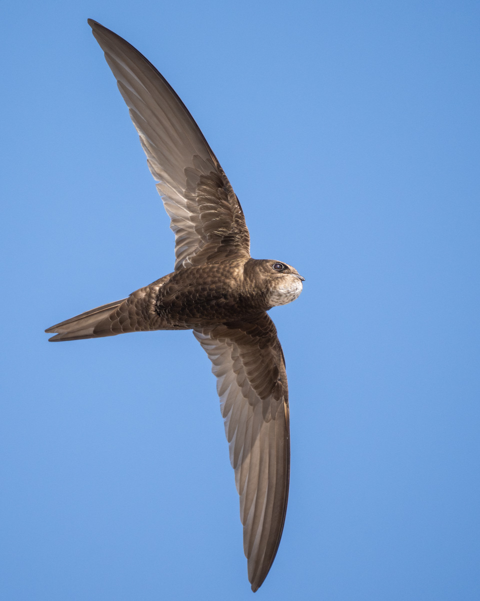 Common Swift Common Swift