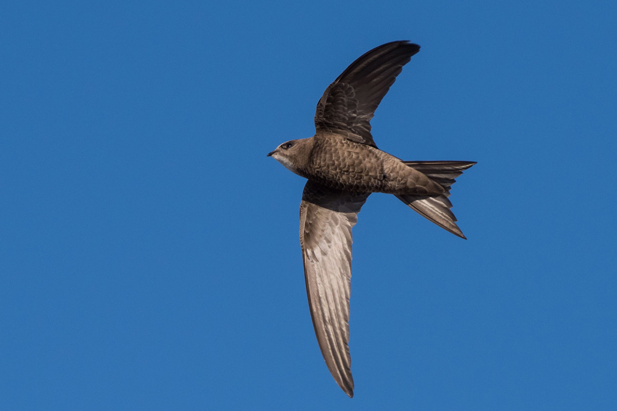 Pallid Swift