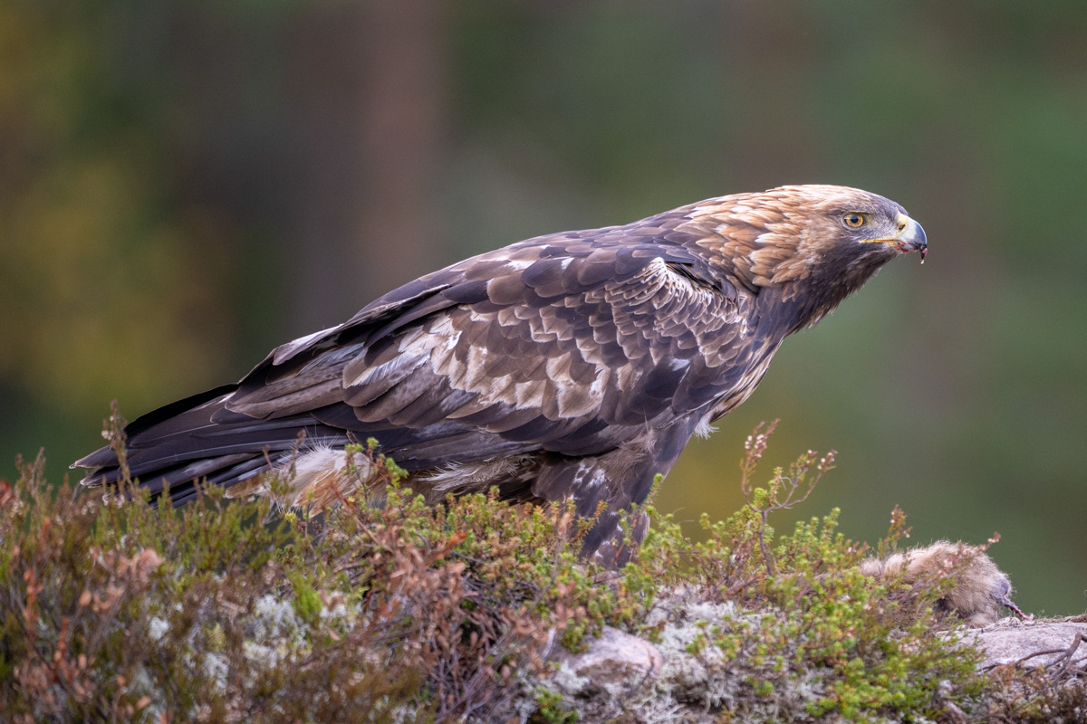 Steinadler
