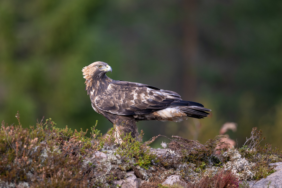 Steinadler