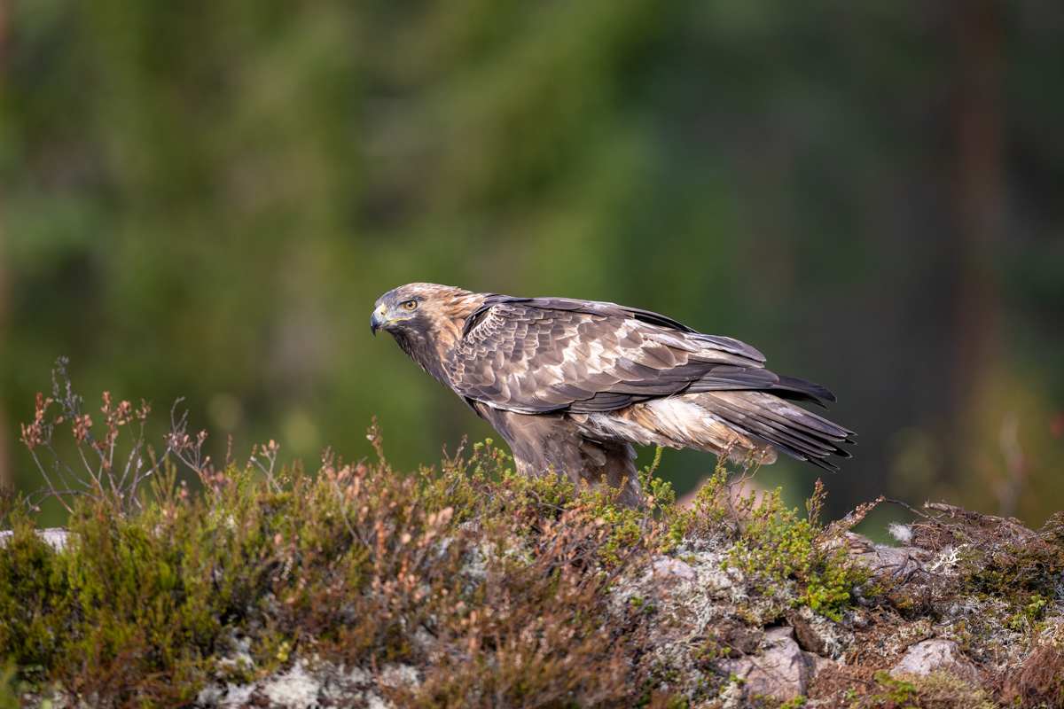Steinadler