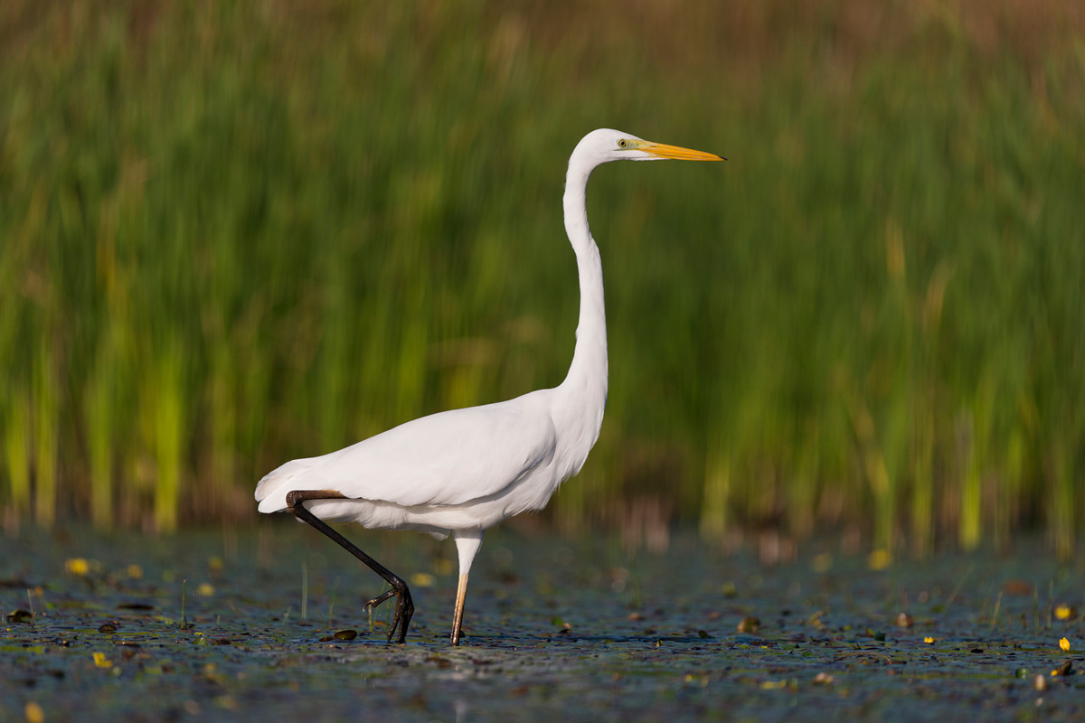 Great Egret