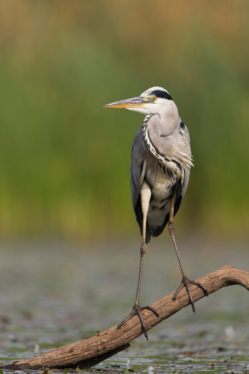 Grey Heron