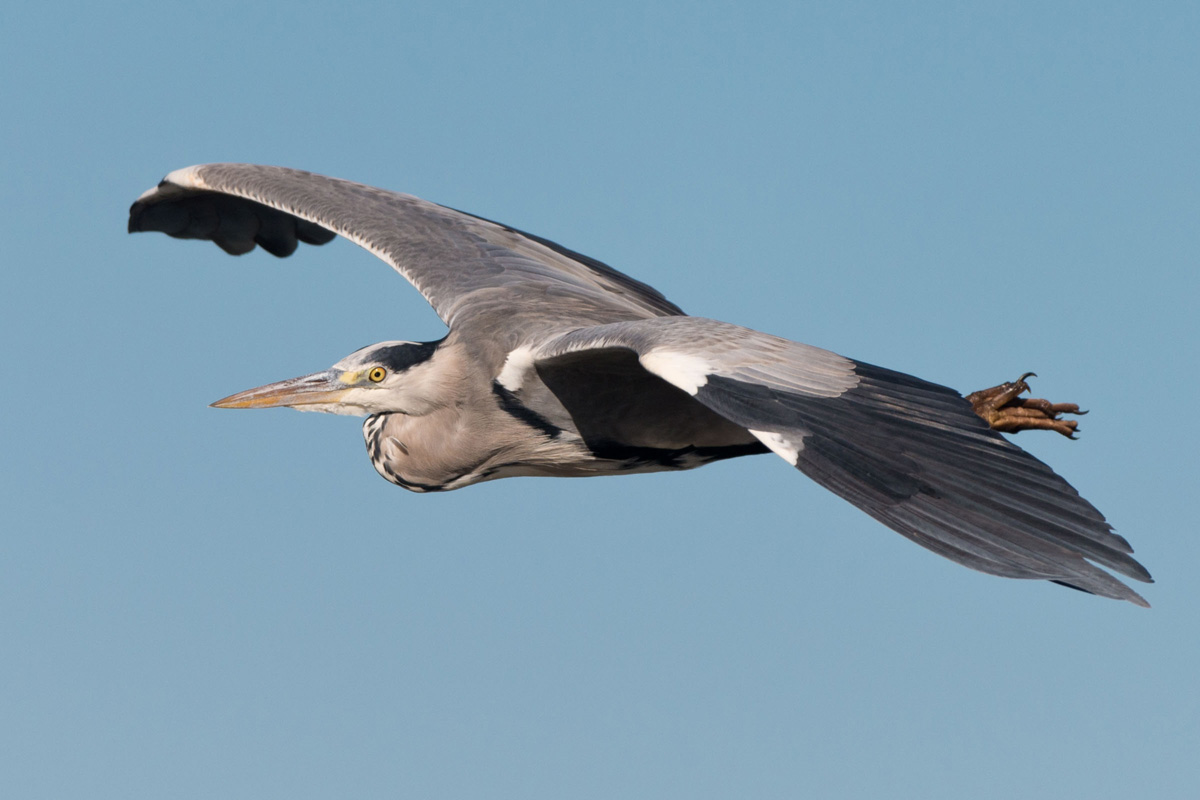 Grey Heron