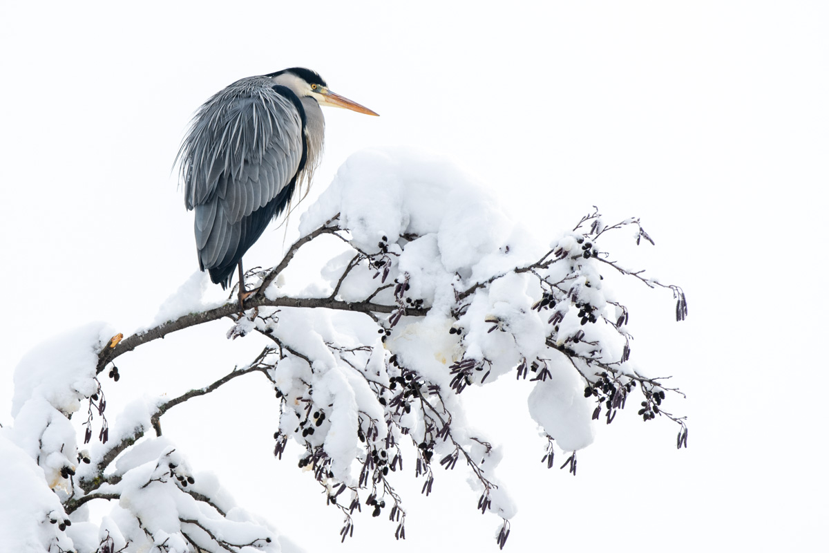 Grey Heron