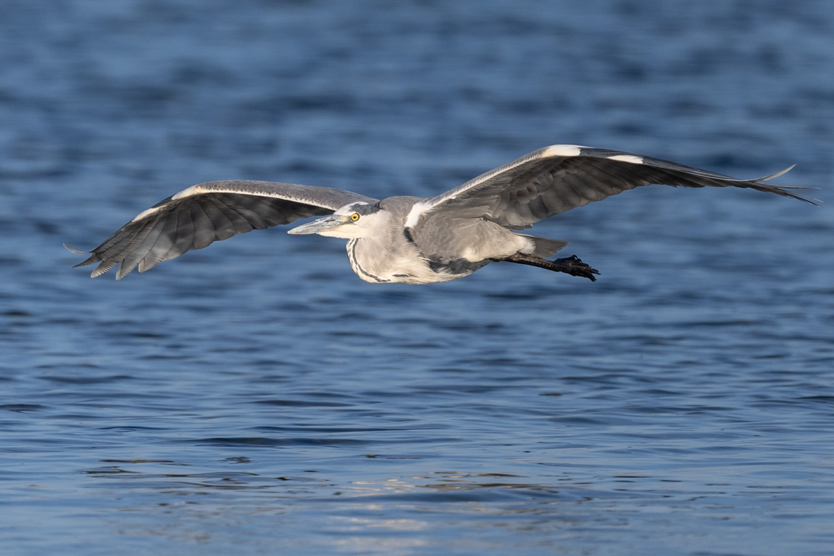 Grey Heron
