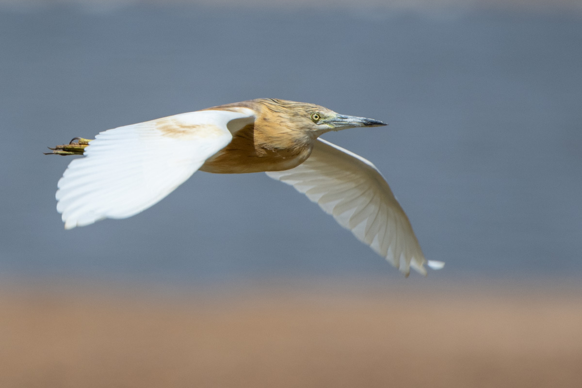 Squacco Heron