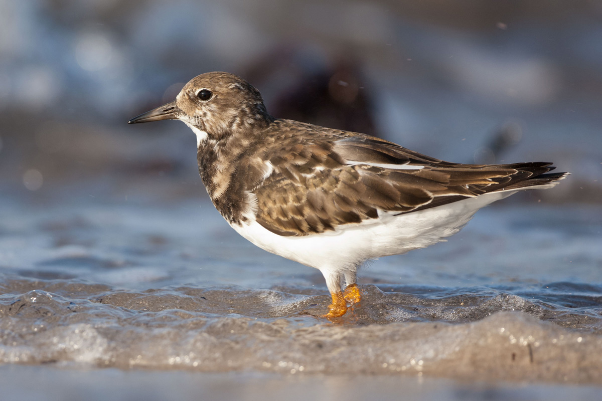 Ruddy Turnstone