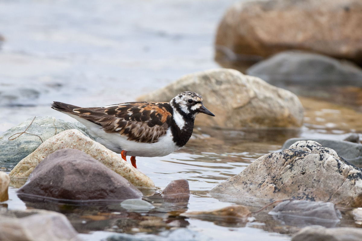 Ruddy Turnstone