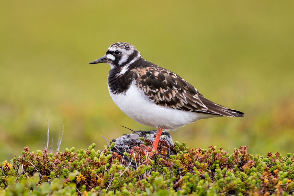 Ruddy Turnstone