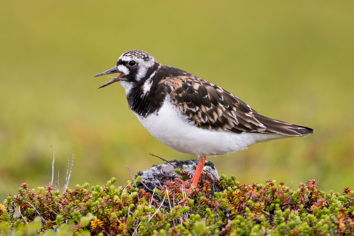 Ruddy Turnstone